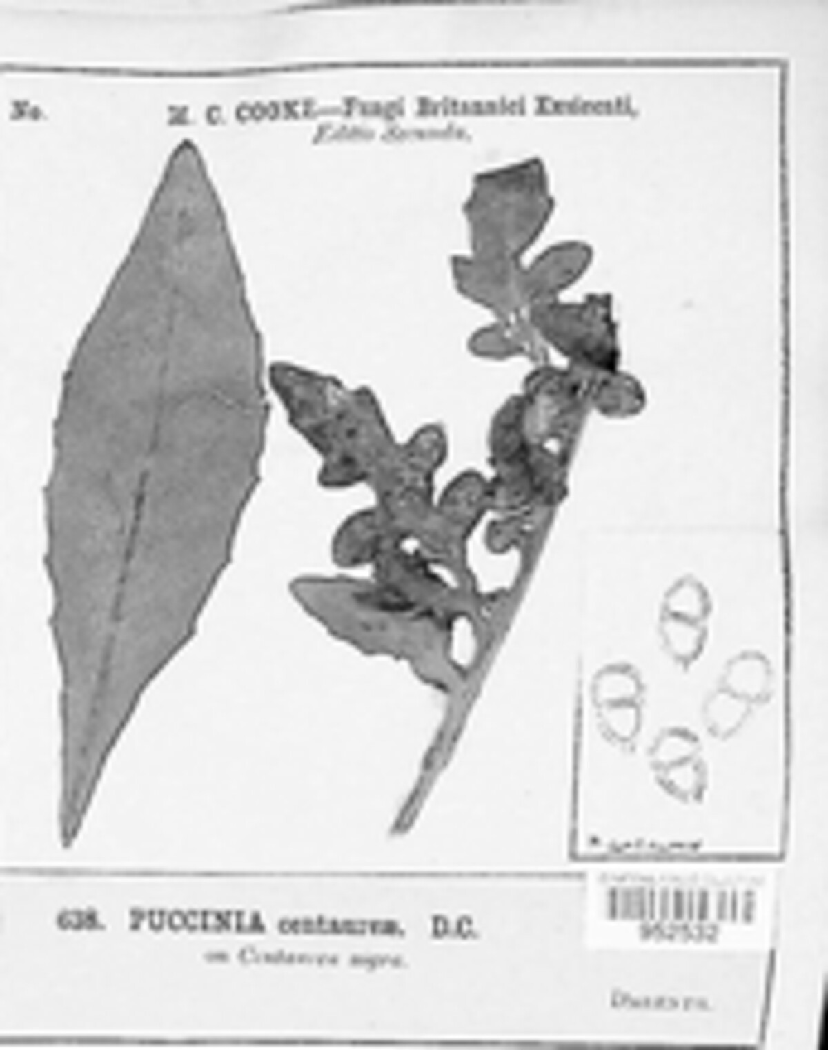 Puccinia centaureae image